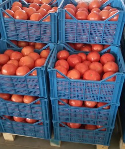 tomatoes5