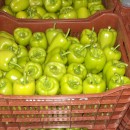 Piperies